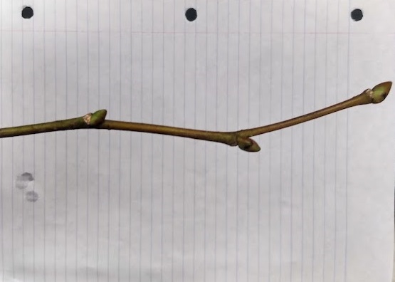 <p>203 bud scales, reen to reddish; plump; terminal bud tilted; twig sometimes zig-zag; green to red twig</p>