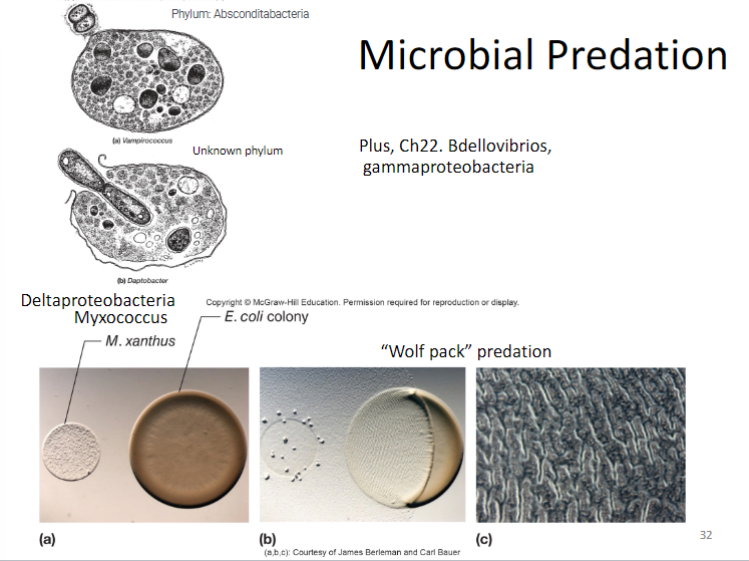 <p>-Bdellovibrios</p><p>-gammaproteobacteria</p><p>-”wolf pack” predation</p>