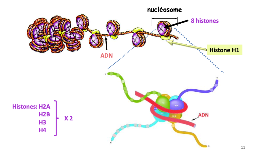<p>H2A, H2B, H3, H4 (octamère) + H1 (stabilisation).</p>