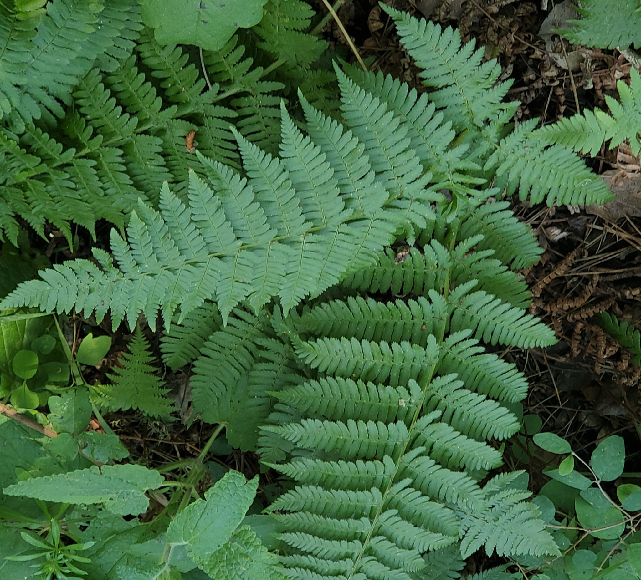 <p>Coastal Wood Fern</p>