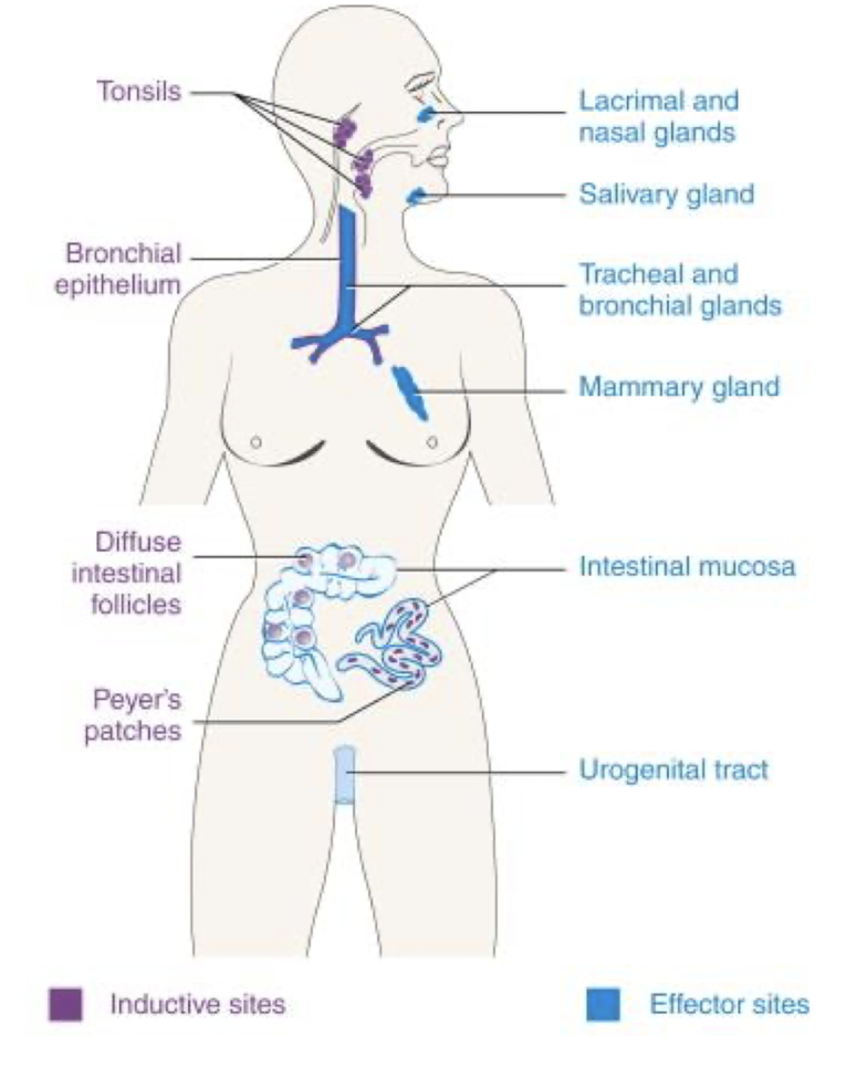 <p><strong>Inductive sites:</strong> NALT, tonsils/adenoids, BALT, GALT, Peyer’s patches, solitary nodules, appendix.<br><strong>Effector sites:</strong> nasal mucosa, upper respiratory tract, lacrimal &amp; salivary glands, mammary glands, intestines, genitourinary tract.</p>