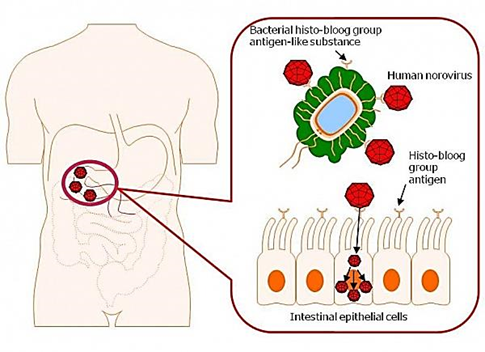 <p>It uses the<strong> H blood group carbohydrate</strong>. People without this carbohydrate have resistance to infection.</p>
