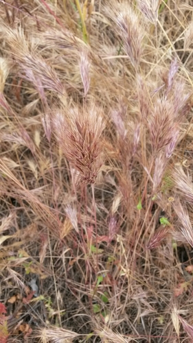 <p><strong>Red Brome</strong></p>