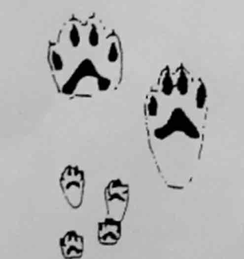 <p>What footprint is this?</p>