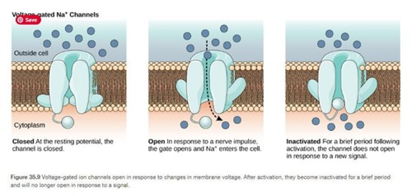 <p>The inactivation gate of Na+ voltage-gated channels prevents Na+ from entering the cell.</p>