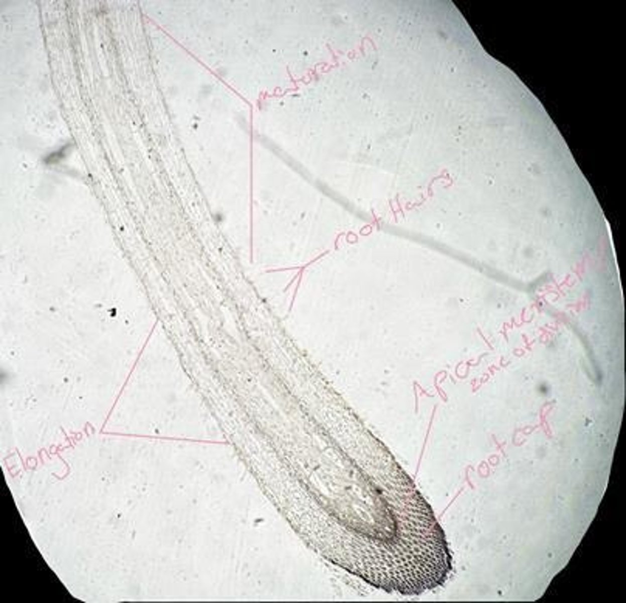 <p>A band of cell wall material in the endodermis that forces liquids to cross the plasma membrane of endodermal cells.</p>