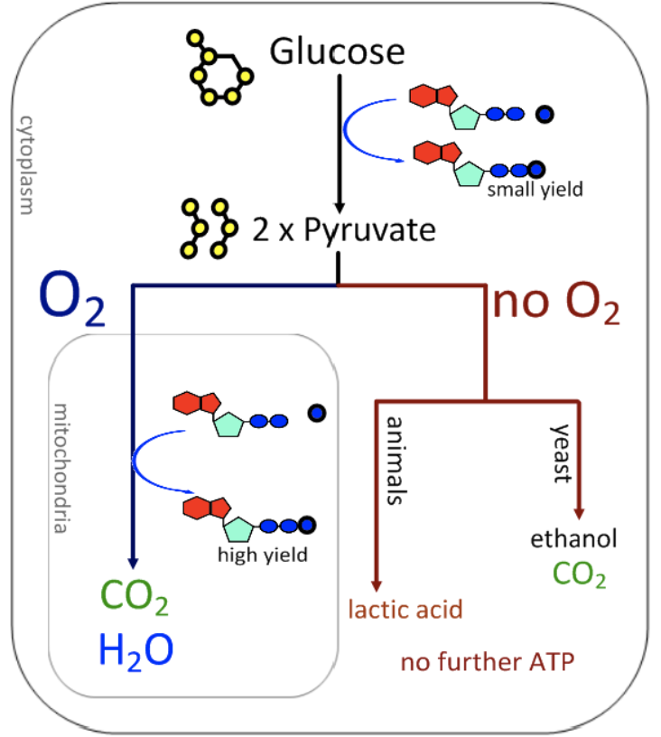 <p>function of life performed by all living cells, controlled release of energy from carbon (organic) compounds to produce ATP</p><ul><li><p>respiratory substrates - mainly glucose and fatty acids</p></li></ul><p></p>