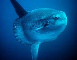 <p>hypoosmotic </p><p>marine bony fish </p>