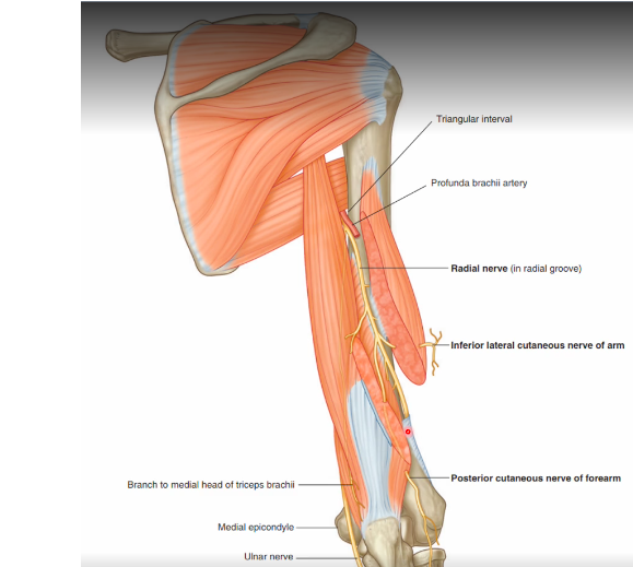 <p>trinangular interval and runs along radial groove of humerus (with profunda brachii </p><ul><li><p>supplies all muscles of posterior compartmenr of the arm and forearm </p></li><li><p>pierces lateral intermuscular septum and enters cubital fossa </p></li></ul><p></p>