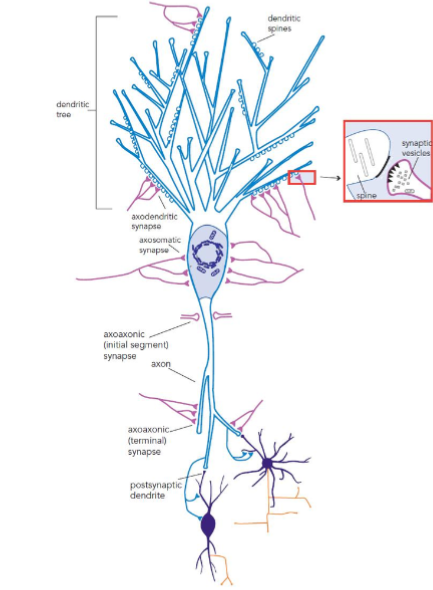 <p>can form in places other than between axons and dendrites </p><p>axosomatic synaptic connection: cell body</p><p>axoaxonic axon: axon (affects how the next impulse is transmitted)</p><p>communication is asymmetric: signal flows from presynaptic neuron to the postsynaptic neuron</p>