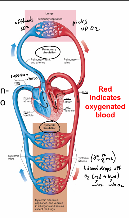 <ul><li><p>systemic loop- carries oxygenated blood from heart to the rest of the body </p><ul><li><p>think: blood goes to all the body systems </p></li></ul></li><li><p>pulmonary loop- carries deoxygenated blood to the lungs and back to heart </p></li></ul><p></p>