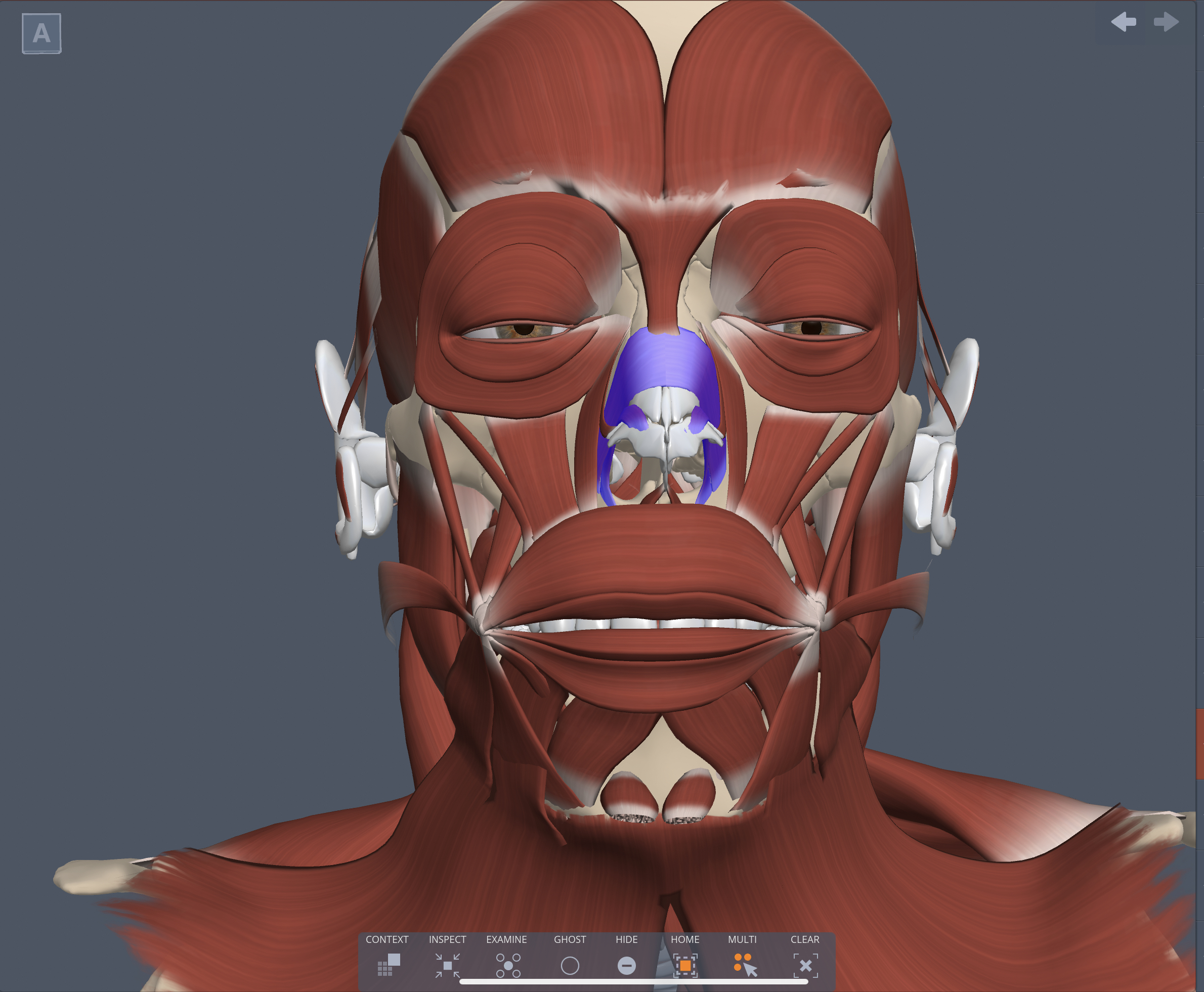 Innervation of Nasalis muscle