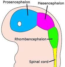 <p>Hindbrain</p>