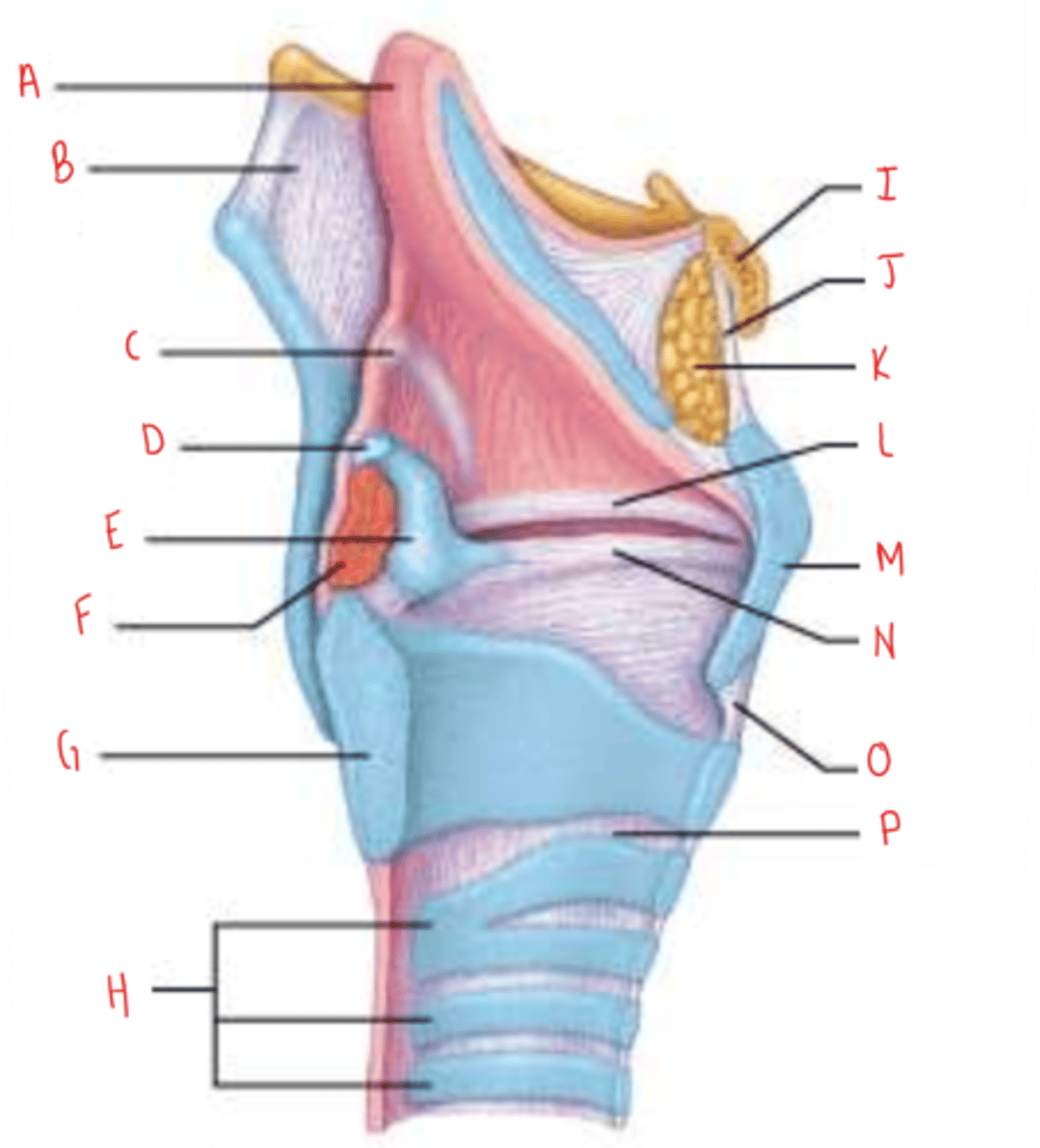 <p>identify B</p>