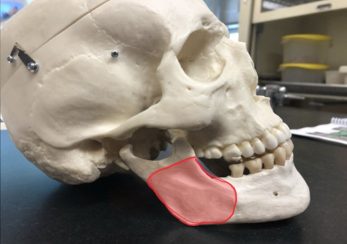 <p>Back part of mandible where 2 divots are</p>