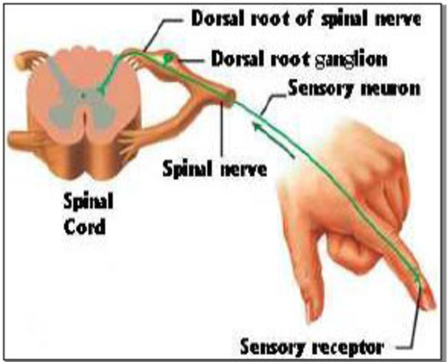 <p>Nerve fibers (axons) that carry information to the CNS</p>