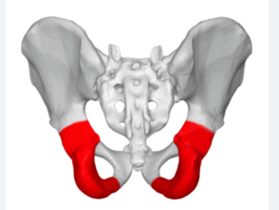 <p>bottom part of pelvis</p>