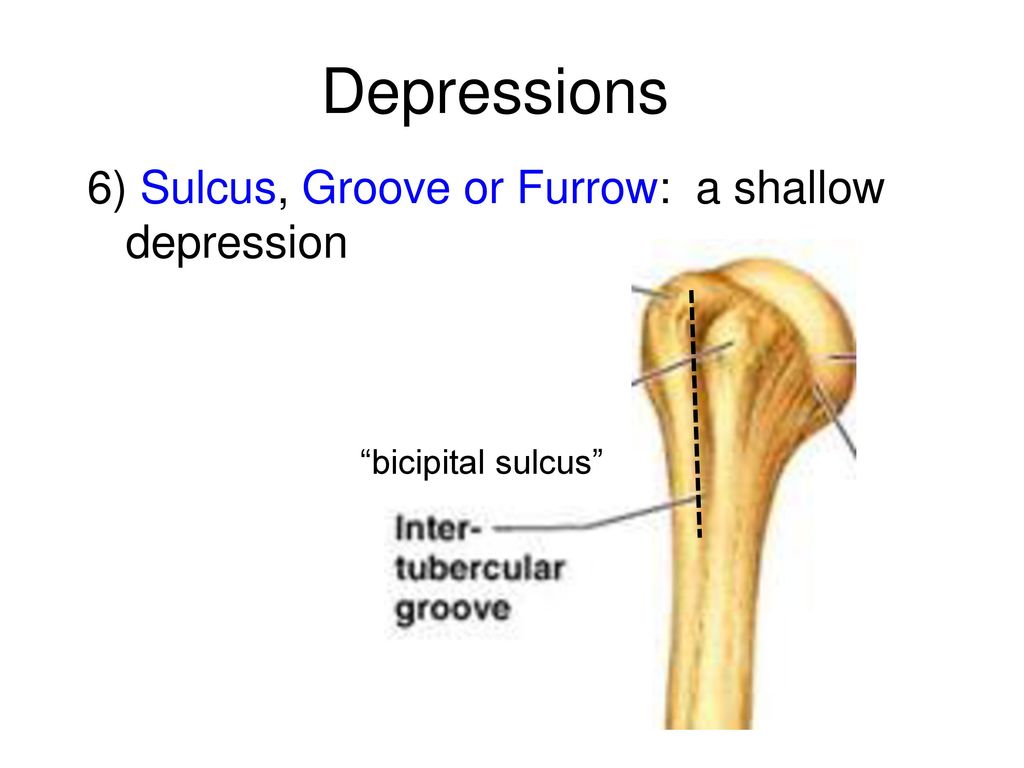 <p>long, typically shallow depression that usually allows a nerve or blood vessel to travel along the bone’s surface</p>