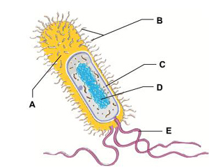 <p>The structure that regulates the passage of material into and out of the bacterial cell</p>