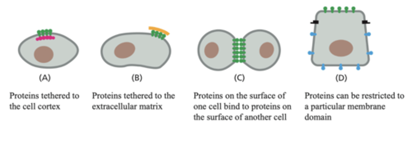 <p>1) Proteins can be tethered to the cell cortex (cytoskeleton?)</p><p>2) proteins can be tethered to the extracellular matrix (extracellular structures?)</p><p>3) proteins on the surface of one cell can bind to the proteins on the surface of another cell</p><p>4) proteins can be restricted to a particular membrane domain</p>