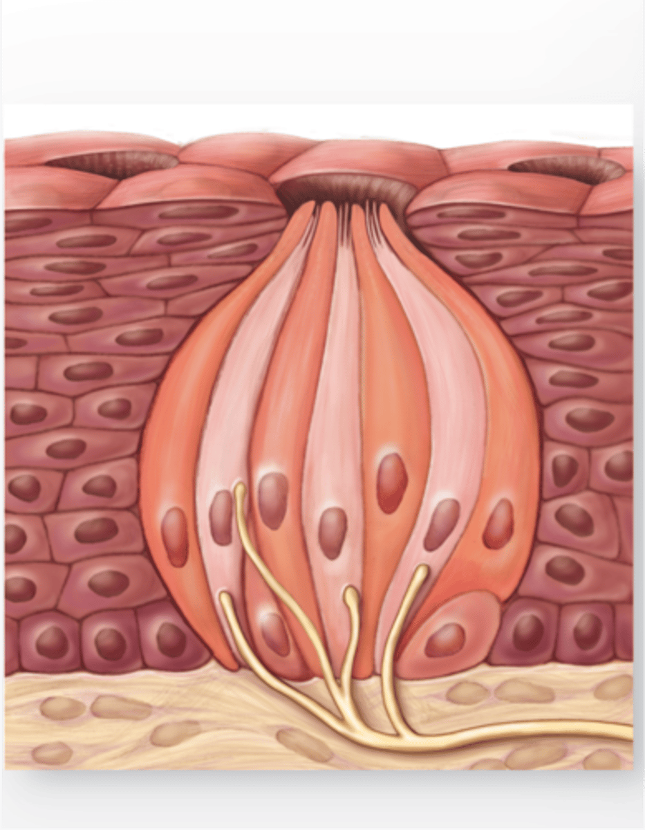 <p>chemoreceptors</p>
