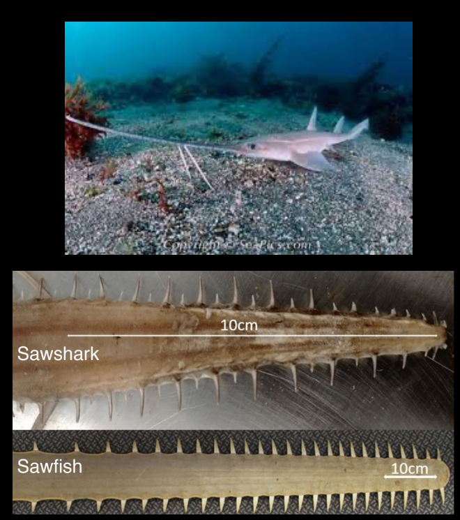 <p>What is the order name and common name of this vertebrate?</p>