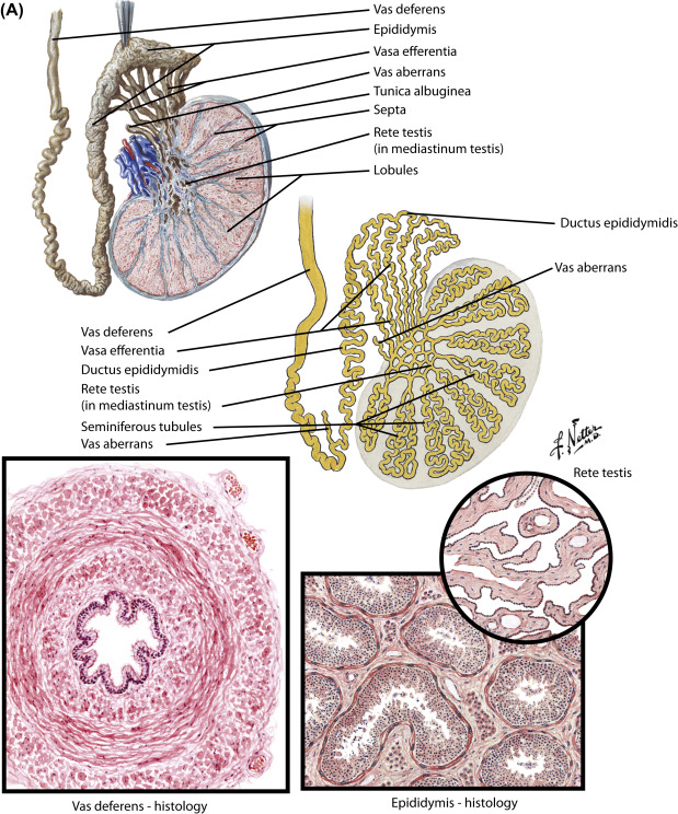 <p>highly coiled tubes located within the testes that transport sperm </p>