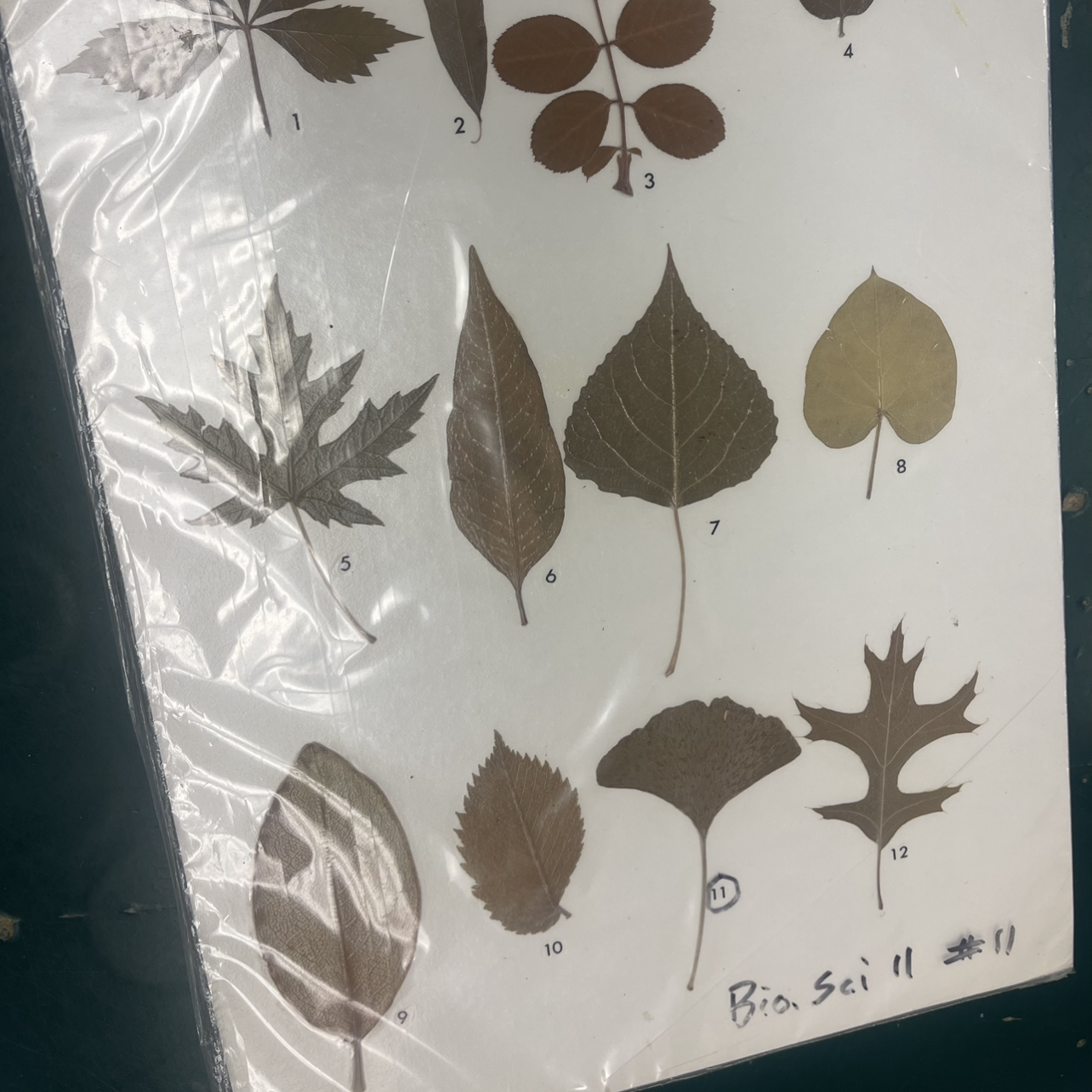 <p></p><p>determine if the leaves on display are sessil, or with petiole</p>