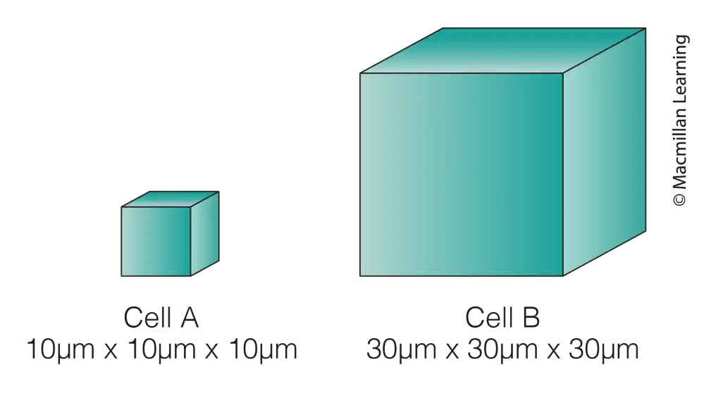 <p>Villi of the small intestine are lined with epithelial cells that absorb nutrients from digested food on one side and transfer them on the other. Which cell would be most effective?</p>