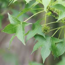 <p><span>Large deciduous tree with star-shaped green leaves that turn red, purple, or yellow in fall and spiky, spherical seed pods. Used as a shade tree.</span></p>
