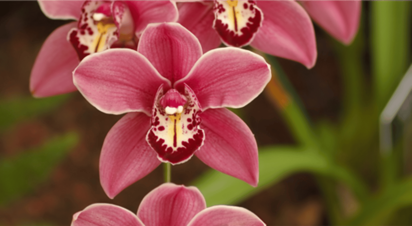<p>ORQUÍDEA</p>