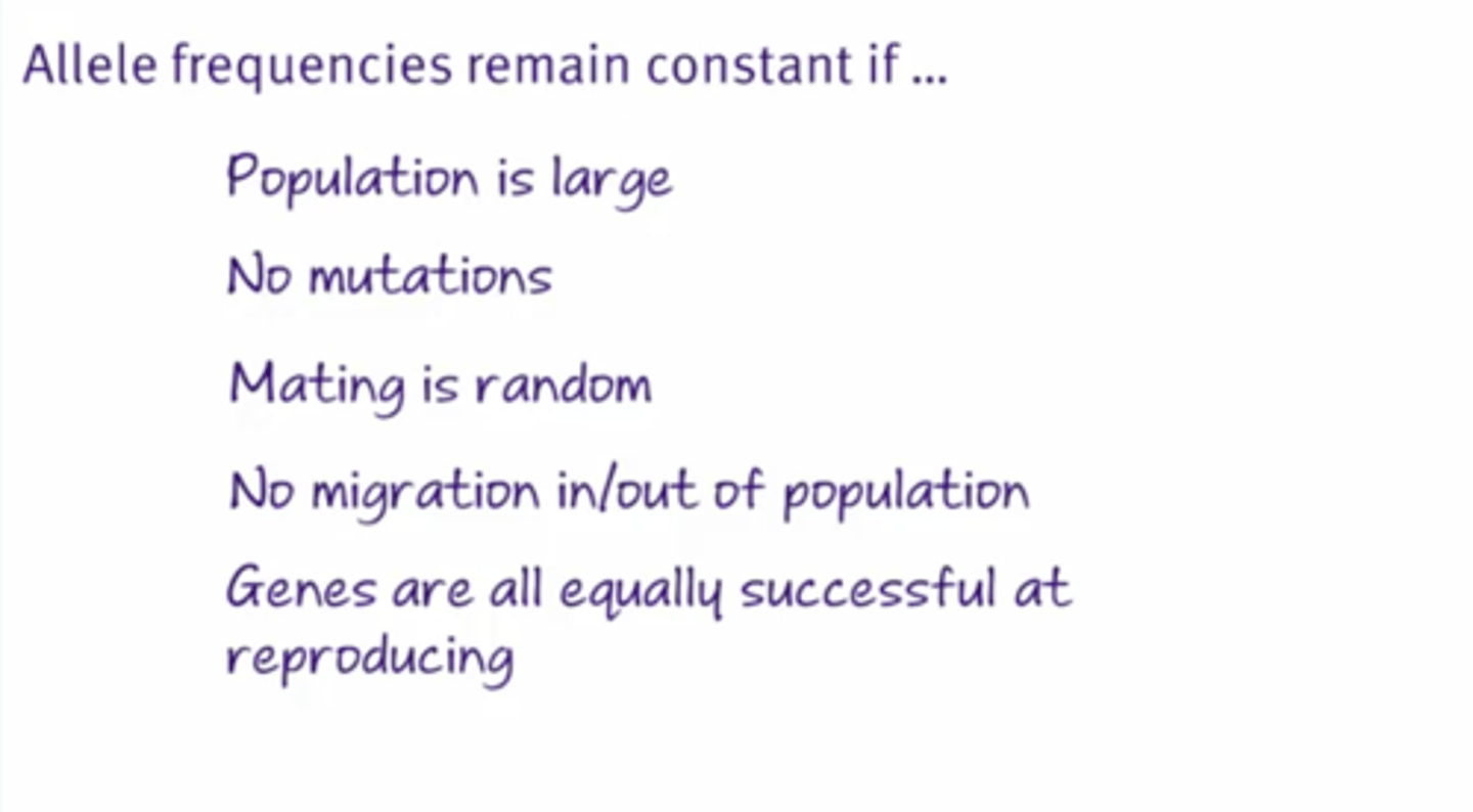 <p>5 criteria:</p><p>1) Population is large</p><p>2) No mutations</p><p>3) Mating is random</p><p>4) No migration into/out of the population</p><p>5) No natural selection</p>