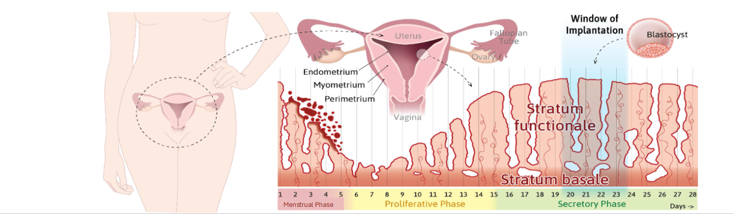 <p><span style="color: rgb(5, 5, 5);"><span>• Estrogen from follicles rebuilds functional layer</span></span><span style="color: rgb(5, 5, 5);"><br></span><span style="color: rgb(5, 5, 5);"><span>• Endometrial glands lengthen</span></span><span style="color: rgb(5, 5, 5);"><br></span><span style="color: rgb(5, 5, 5);"><span>• Cervical mucus becomes thinner (fertile window)</span></span><span style="color: rgb(5, 5, 5);"><br></span><span style="color: rgb(5, 5, 5);"><span>• </span><strong><span>Key Idea: </span></strong><span>“Estrogen rebuilds the lining.”</span></span></p>