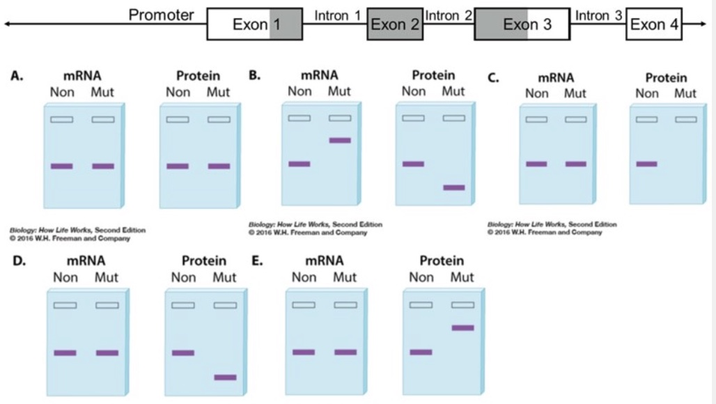 <p>The diagram below shows a gene with four exons. The reading frame that encodes the protein is shaded and begins in exon 1 and ends in exon 3. The questions below describe different mutations. Determine which pair of mRNA and protein gels (A-E) you would most likely observe as a consequence of the mutation. On each gel, "Non" is the nonmutant version of the mRNA/protein and "Mut" is the mutated version of the mRNA/protein.&nbsp;</p><p>Note: All mRNAs in the gels represent mature mRNAs.</p><p>Gel pair that could result from the denaturation of ribosomes within the cell:</p>