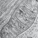 <p>What is the structure of mitochondria?</p>