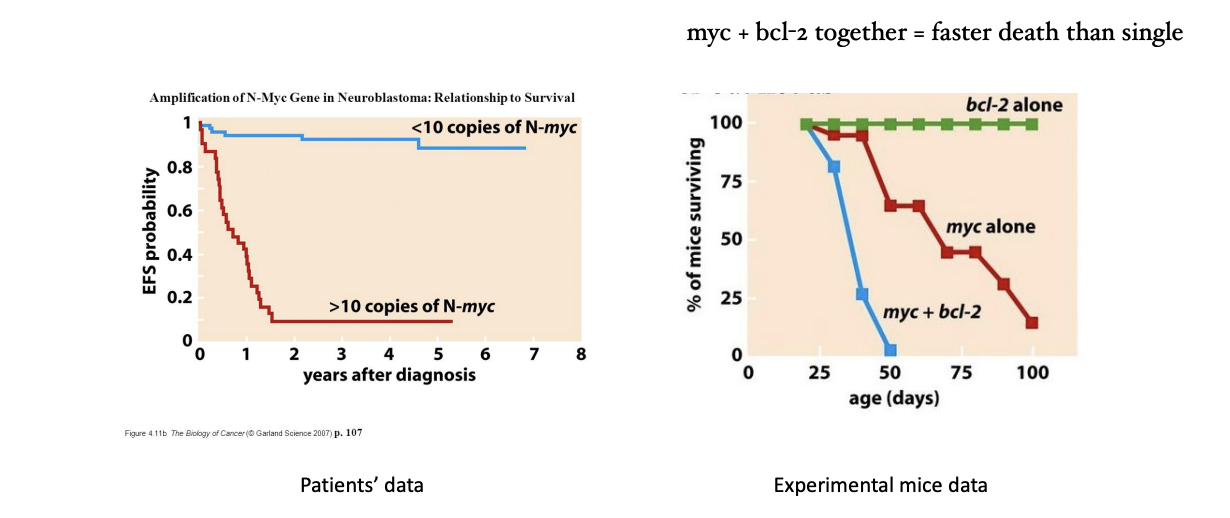 <p>transcription factor oncogene patients: &gt; 10 copies of N-myc = lower rate of survival</p><p>mice: bcl-2 alone = lived myc alone = less likely to live myc + bcl-2 = guaranteed death</p>