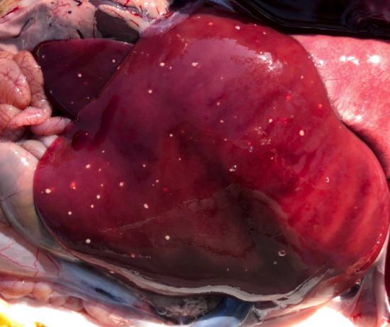 <ul><li><p>Late-term abortion</p></li><li><p>Weak @ birth </p></li><li><p>Autolysis of fetus, fluid in serous cavities, necrotic foci on liver, lung, spleen. Erosions of mucosa</p></li><li><p>People can be affected</p></li></ul><p></p>