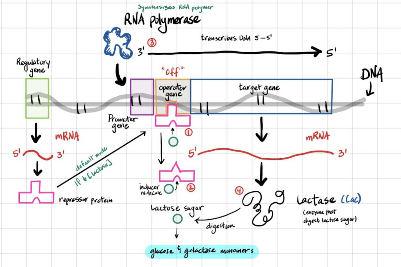 <p>regulatory gene makes a repressor protein that binds to the operator gene. when an inducer molecule (in this case, lactose sugar)  binds to the allosteric site on the repressor protein, it causes a conformational change and it detaches from the operator gene. this allows the RNA polymerase to find the promoter region and transcribe the target gene (in this case lactose)</p>