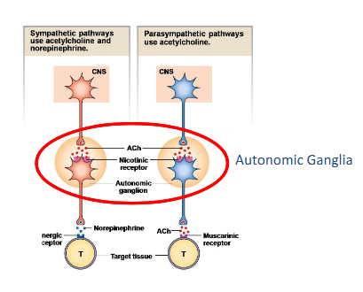<p>divided into its preganglionic and postganglionic components</p><ul><li><p>The preganglionic neuron cell bodies of both the parasympathetic and sympathetic portions are in either the brainstem or spinal cord. </p></li><li><p>The preganglionic neurons project axons onto the postganglionic neurons.</p></li><li><p>The postganglionic neurons are in the autonomic ganglia between the CNS and target tissue </p></li><li><p>Autonomic ganglia allows for communication between the two ganglionic neuron types. </p></li><li><p>The post ganglionic neuron axons project onto target tissues. </p></li></ul><p>This arrangement allows for one preganglionic neuron to synapse onto multiple postganglionic neurons</p><ul><li><p>Called divergence</p></li></ul><p>Preganglionic neuron in BS or SC → Postganglionic neuron in Autonomic ganglia → Target tissue</p>
