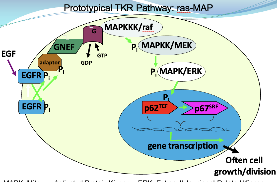 <p>Where are TKRs located? What are the 4 canonical pathways?</p>