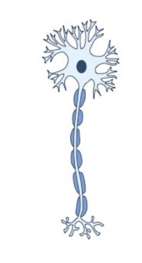 <p><span style="background-color: transparent;"><span>A nerve cell that carries signals from the CNS to the muscles to trigger voluntary movements</span></span></p>