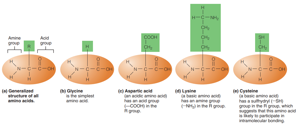 Amino acid structures