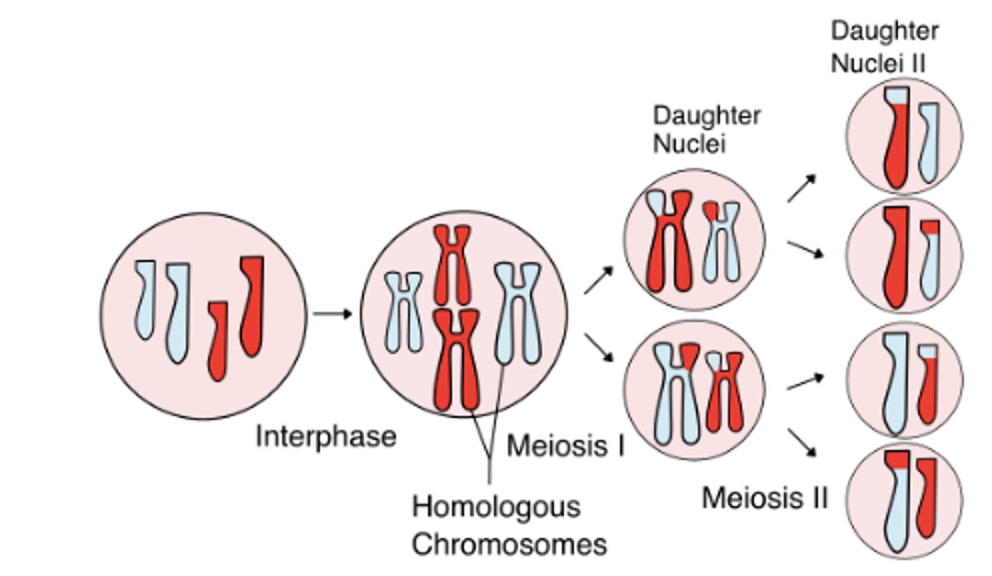 <p>crossing over, independent assortment, and random joining of gametes</p>