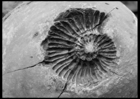 <p>Identify the type of fossil pictured above.</p>