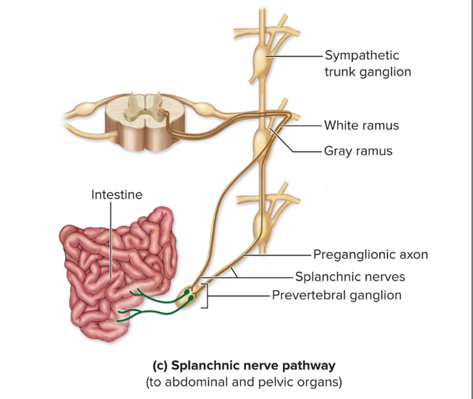 <ul><li><p>For effectors in<strong> abdominal and pelvic viscera</strong></p></li><li><p><strong>Pre axons pass sympathetic trunk without synapsing</strong></p></li><li><p>Axons travel in <strong>splanchnic nerves</strong> to <strong>prevertebral ganglia </strong>where they <strong>synapse</strong></p></li><li><p><strong>Post </strong>axons<strong> innervate effectors</strong></p></li></ul><p></p>