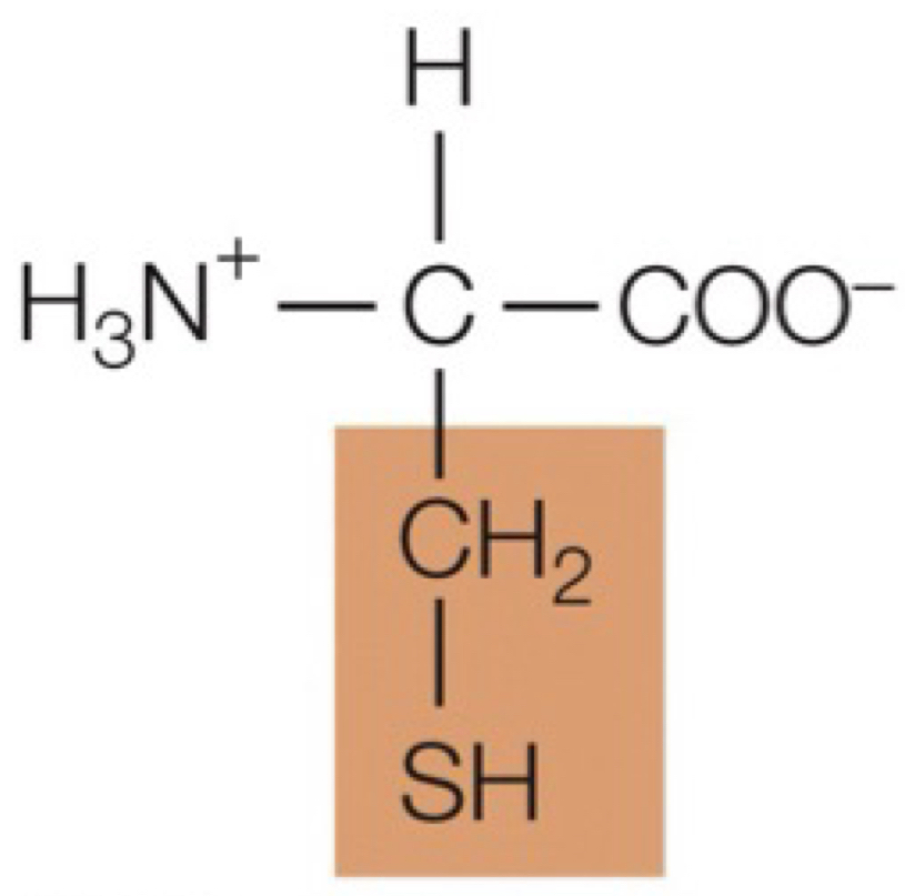 <p>cysteine </p>
