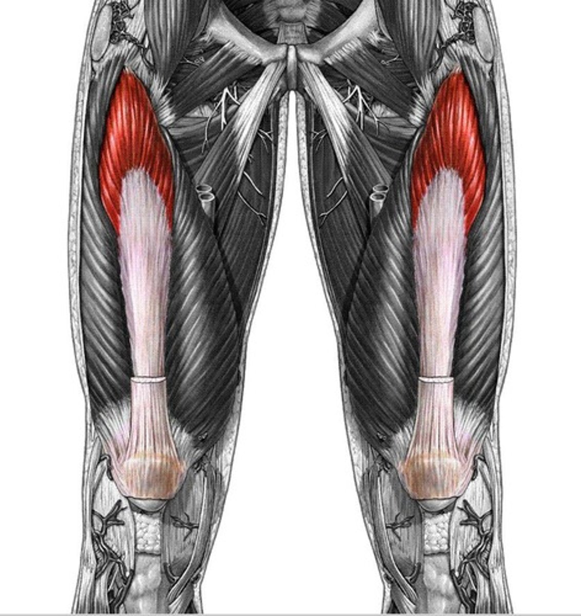 <p>Quadriceps tendon patella; patellar ligament to tibial tuberosity</p>