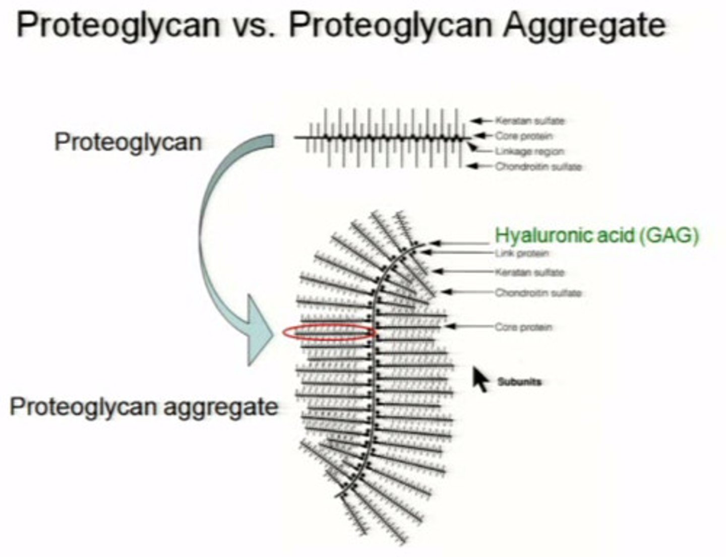 <p>carbohydrate binds to water</p>
