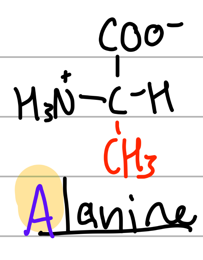 <p>-CH3;</p><p>A = first in alphabet of the As;</p><p>np, Hphobic, aliphatic</p>