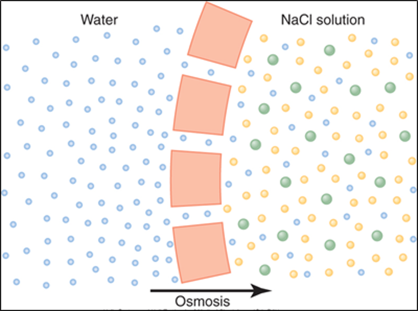 <p>diffusion of water across a selectively permeable membrane from area of lower solute concentration to area of higher solute concentration</p>